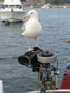 simon thorp's British Seagull on British Seagull 1 small