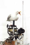 British Seagull on British Seagull by fran mccarthy small
