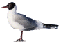 gullleft